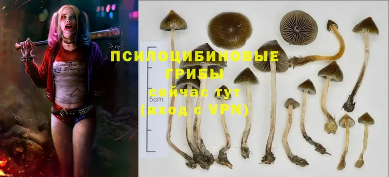 купить наркотики цена  Алупка  Псилоцибиновые грибы Psilocybe 